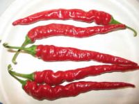 Pepper, Long Hot Red